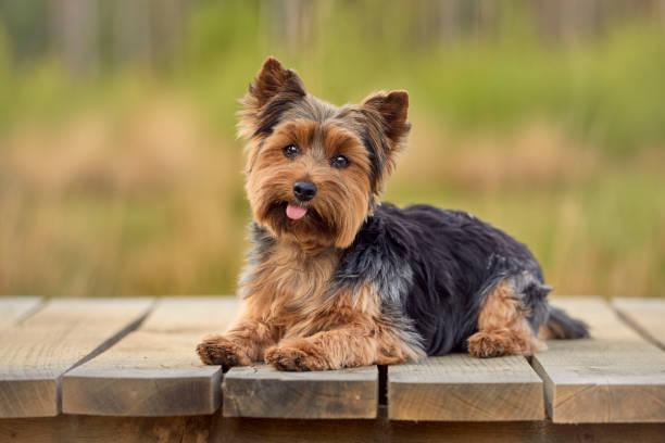 Pets/Livestock